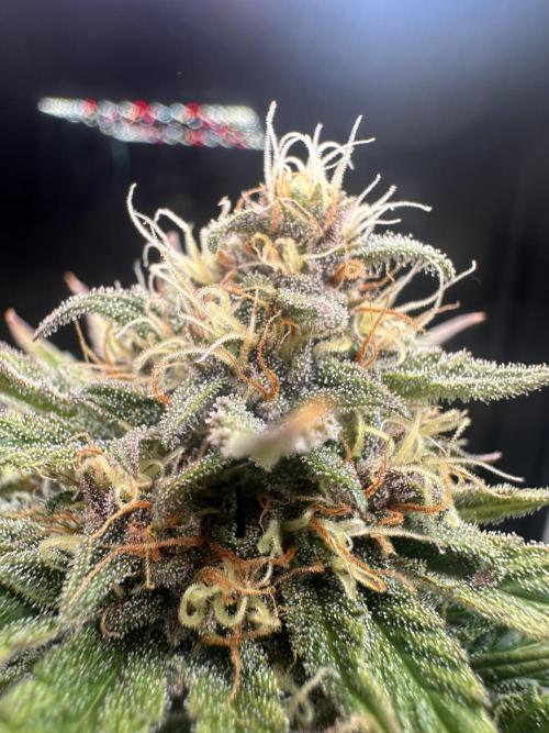 GUAVA AUTO - Becky. Week 8