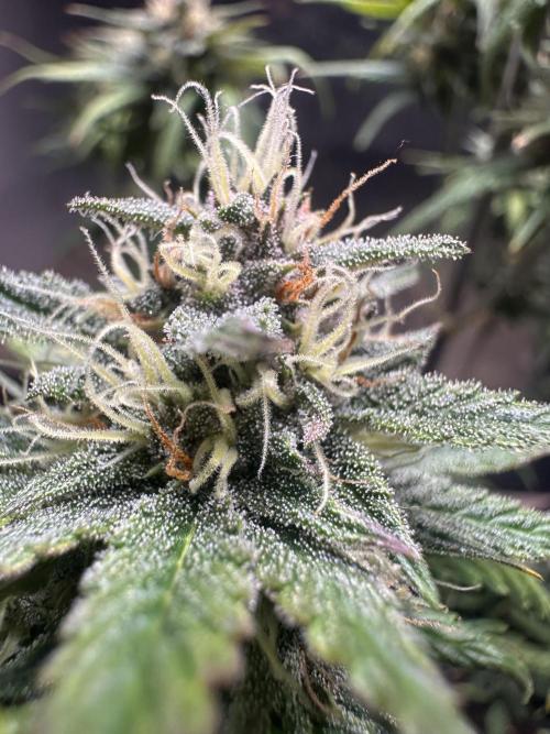 GUAVA AUTO - Becky. Week 8