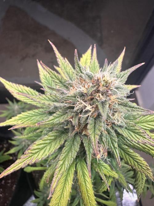 GUAVA AUTO - Becky. Week 8