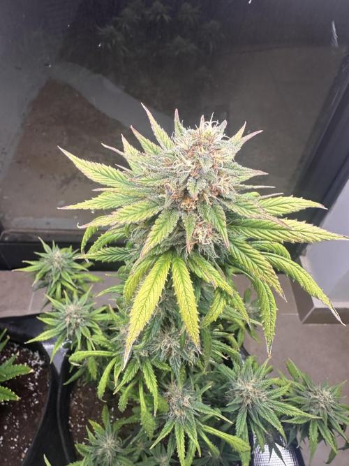 GUAVA AUTO - Becky. Week 8
