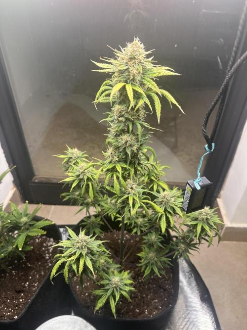 GUAVA AUTO - Becky. Week 8