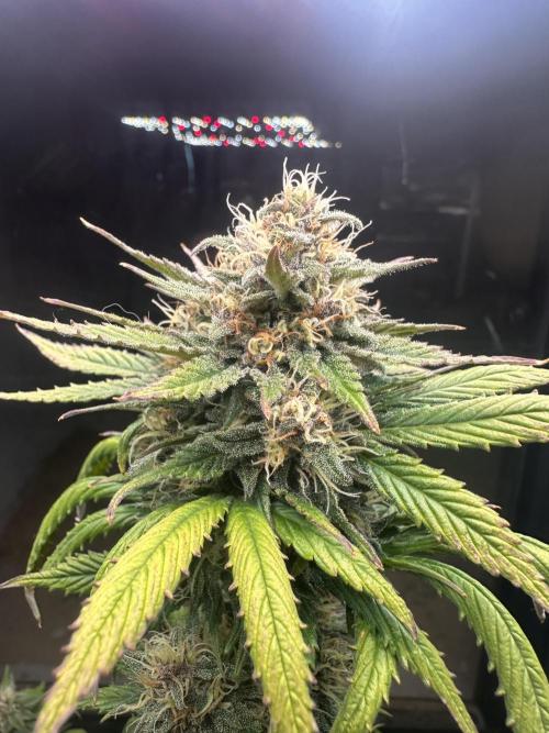 GUAVA AUTO - Becky. Week 8
