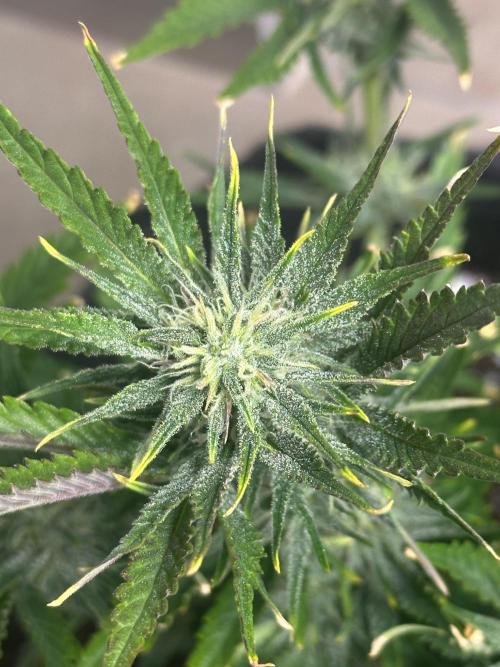 GUAVA AUTO (Blue) Maria Joana. Week 8
