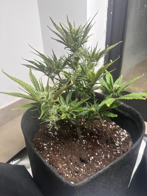 GUAVA AUTO (Blue) Maria Joana. Week 8
