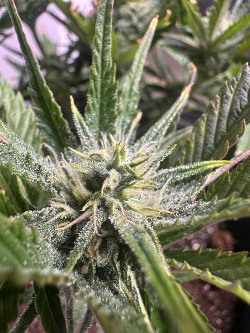 GUAVA AUTO (Blue) Maria Joana. Week 8