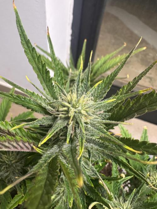 GUAVA AUTO (Blue) Maria Joana. Week 8
