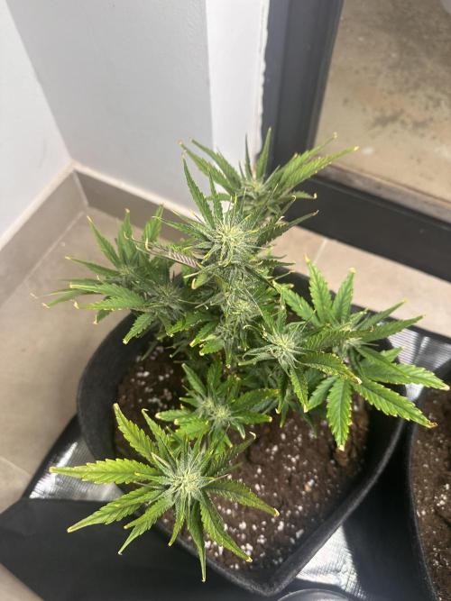 GUAVA AUTO (Blue) Maria Joana. Week 8