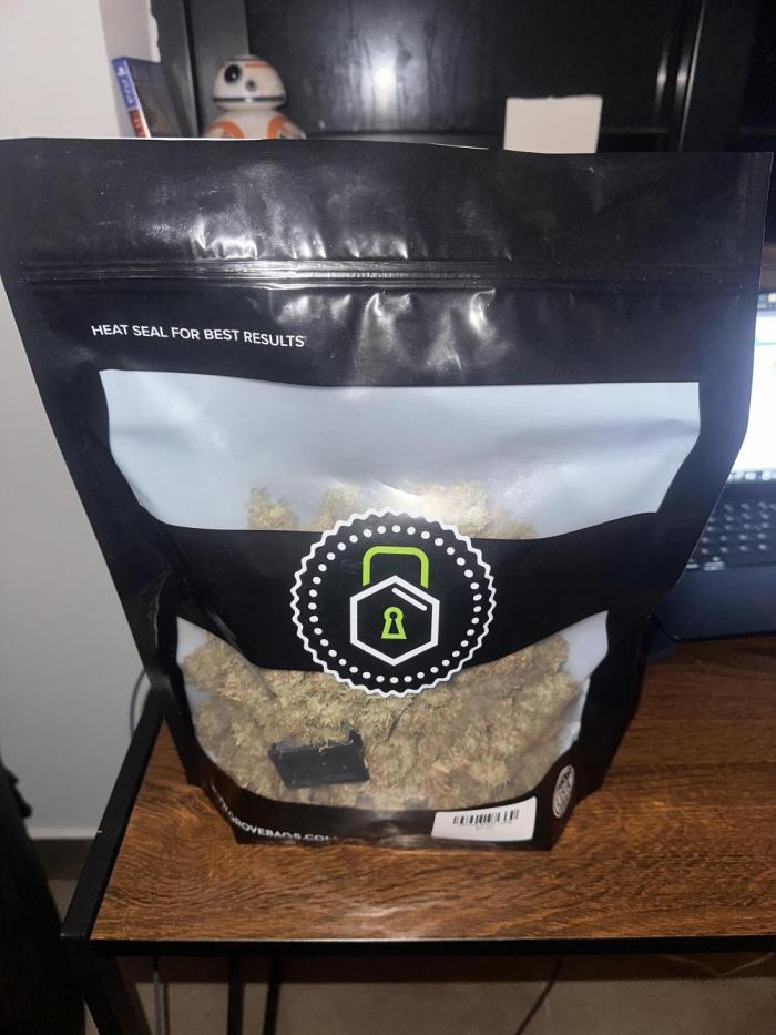 GORILLA Z (Esquerda) Priscila. Week 15