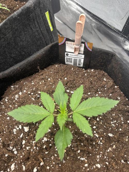ORANGE SHERBERT AUTO. Week 2