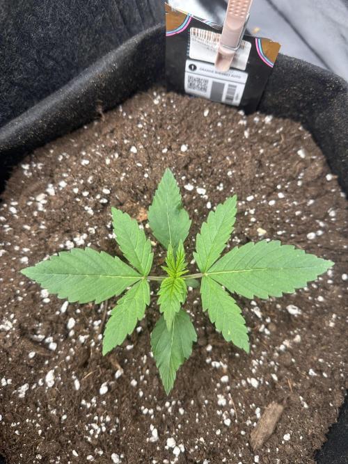 ORANGE SHERBERT AUTO. Week 2