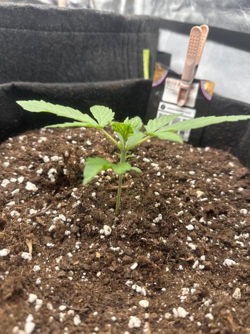 ORANGE SHERBERT AUTO. Week 2