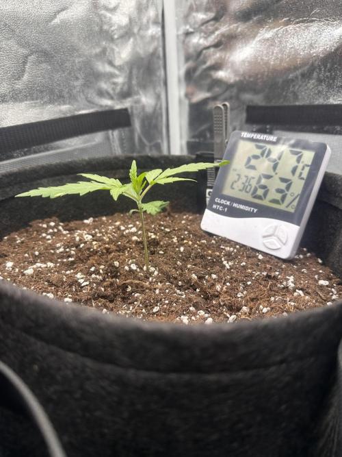 GELATO AUTO. Week 2