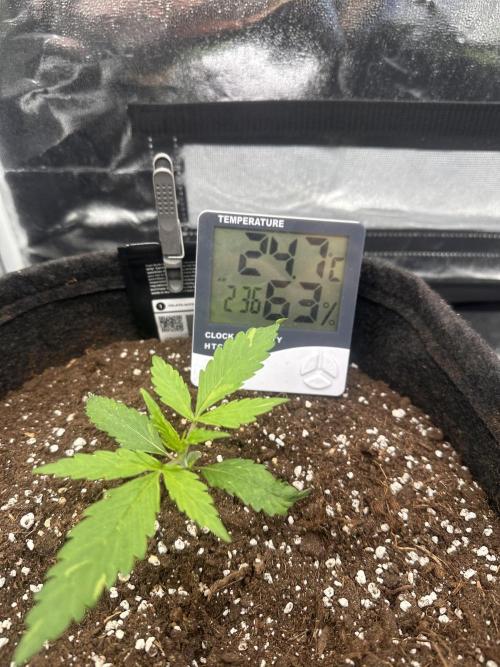 GELATO AUTO. Week 2