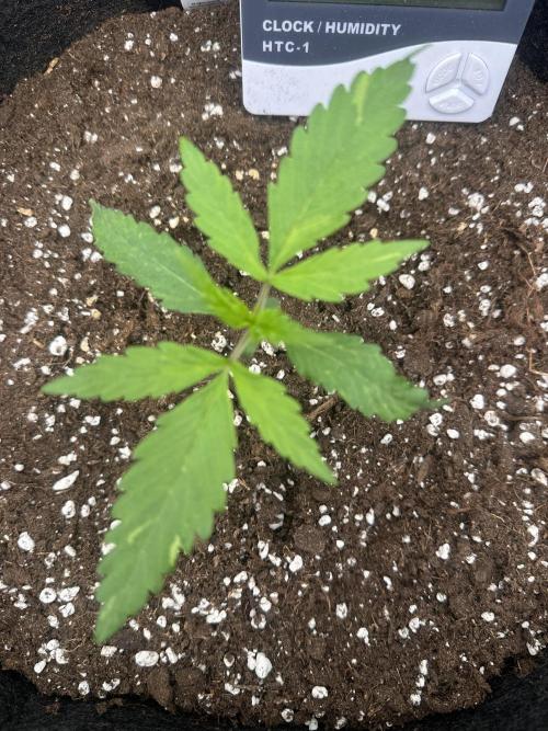 GELATO AUTO. Week 2
