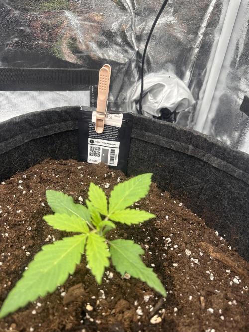 GORILLA COOKIES AUTO. Week 2