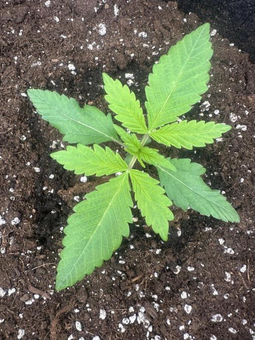 GORILLA COOKIES AUTO. Week 2