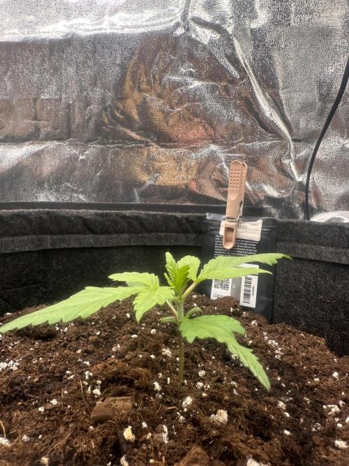 GORILLA COOKIES AUTO. Week 2