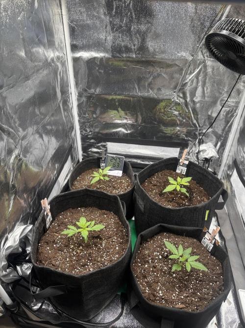 GORILLA COOKIES AUTO. Week 2