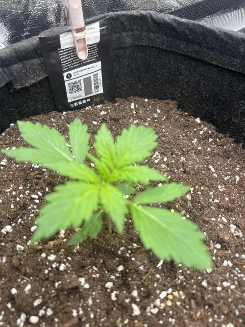 STRAWBERRY GORILLA AUTO. Week 2