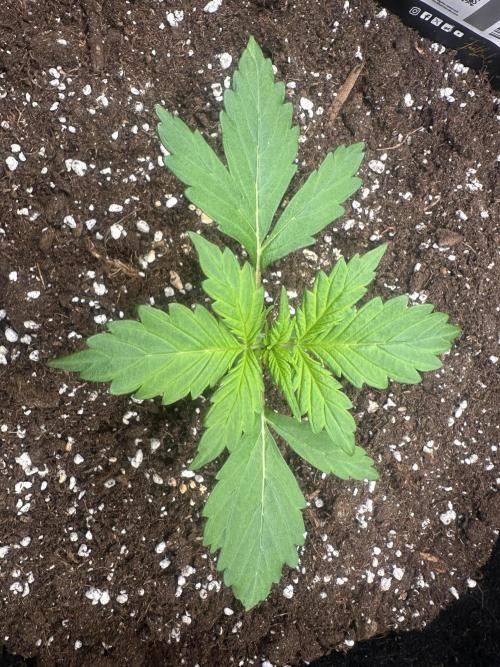 STRAWBERRY GORILLA AUTO. Week 2