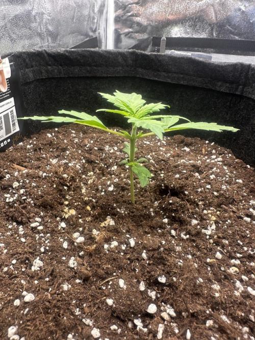 STRAWBERRY GORILLA AUTO. Week 2