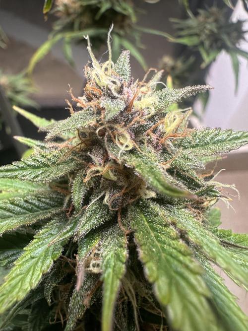 GUAVA AUTO - Becky. Week 9