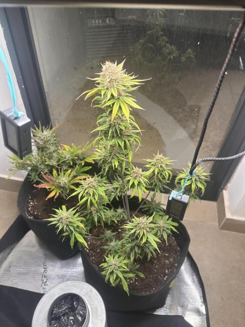 GUAVA AUTO - Becky. Week 9