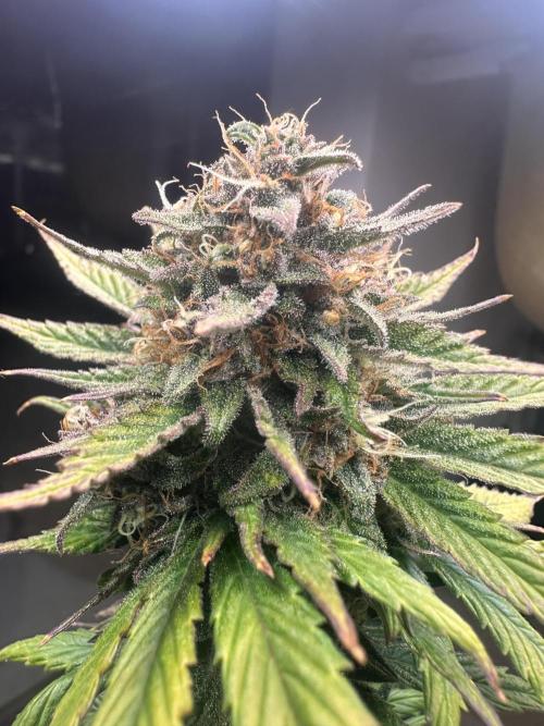 GUAVA AUTO - Becky. Week 9