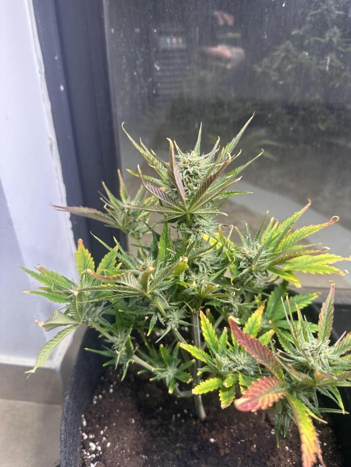 GUAVA AUTO (Blue) Maria Joana. Week 9