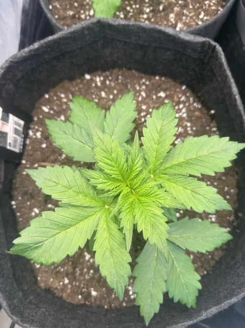 STRAWBERRY GORILLA AUTO. Week 3