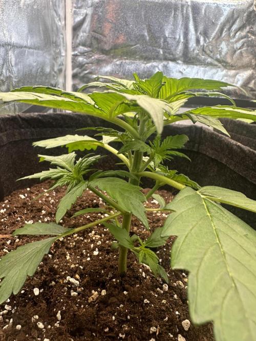 STRAWBERRY GORILLA AUTO. Week 3