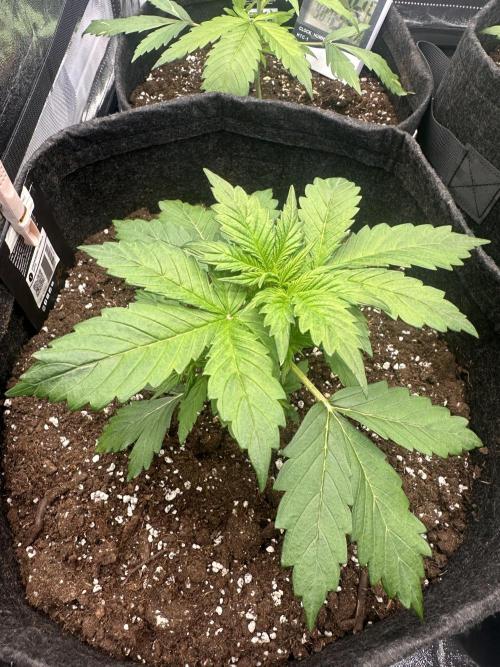 STRAWBERRY GORILLA AUTO. Week 3