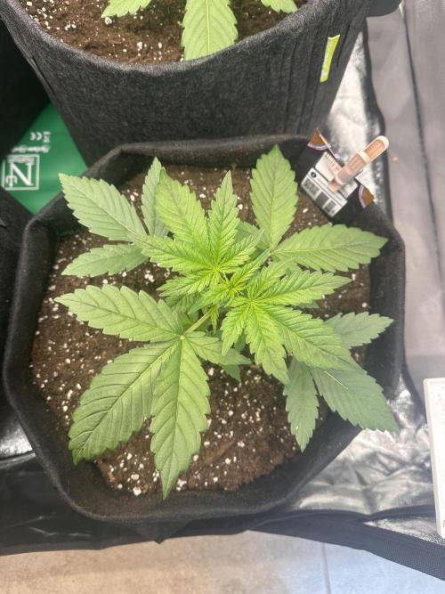 ORANGE SHERBERT AUTO. Week 3