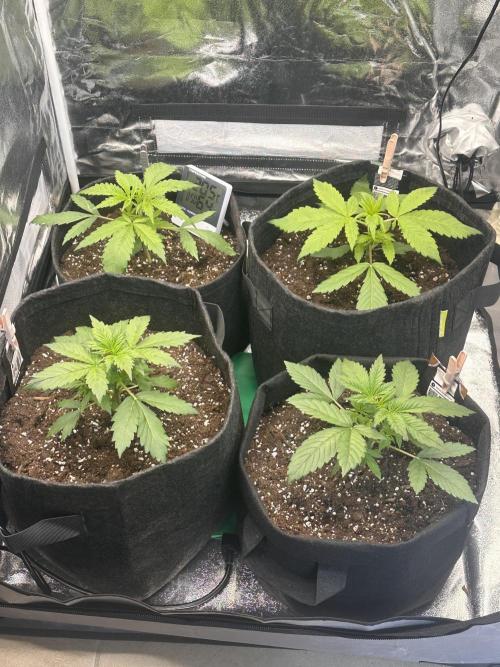 ORANGE SHERBERT AUTO. Week 3
