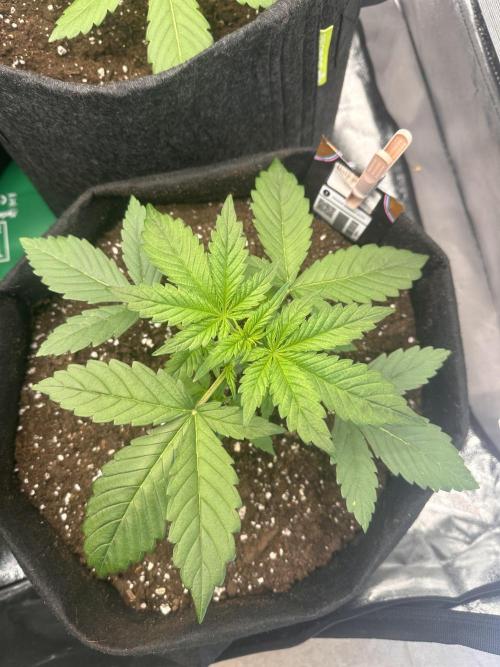 ORANGE SHERBERT AUTO. Week 3