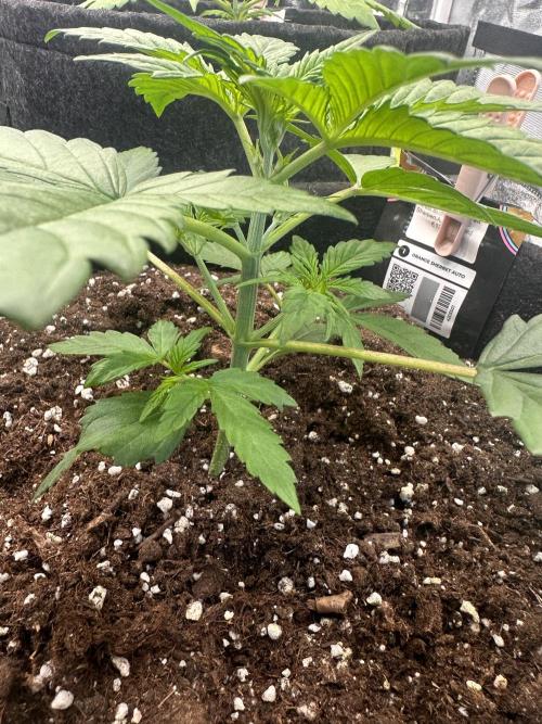 ORANGE SHERBERT AUTO. Week 3