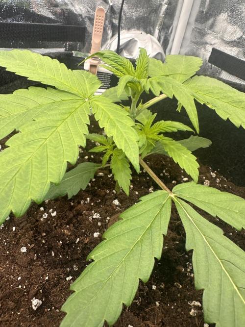 GORILLA COOKIES AUTO. Week 3