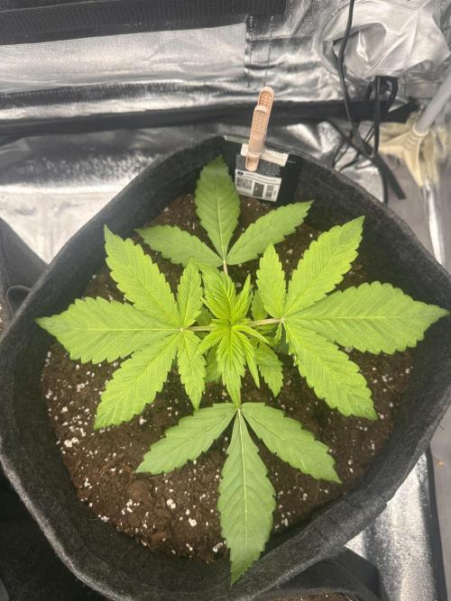 GORILLA COOKIES AUTO. Week 3