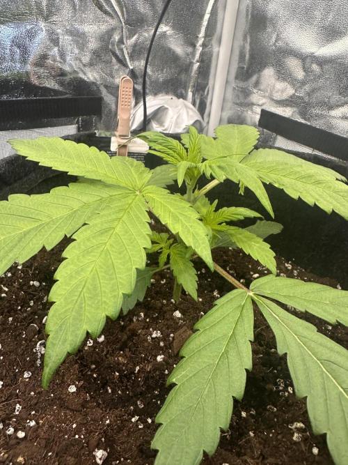 GORILLA COOKIES AUTO. Week 3
