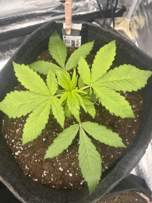 GORILLA COOKIES AUTO. Week 3