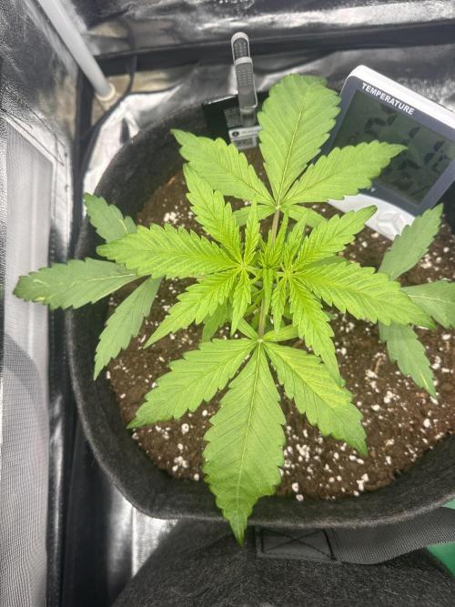 GELATO AUTO. Week 3