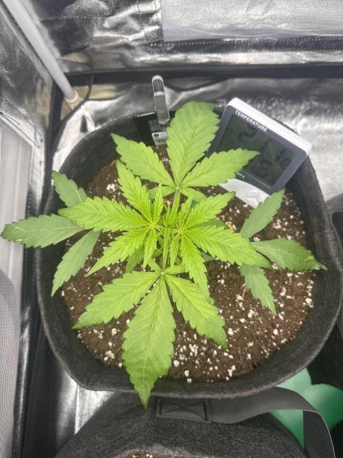 GELATO AUTO. Week 3