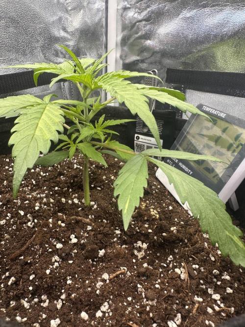 GELATO AUTO. Week 3