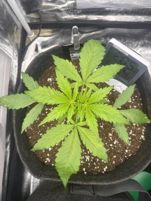 GELATO AUTO. Week 3