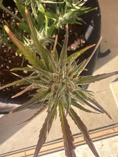 GUAVA AUTO (Blue) Maria Joana. Week 10