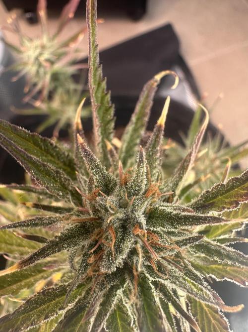 GUAVA AUTO (Blue) Maria Joana. Week 10