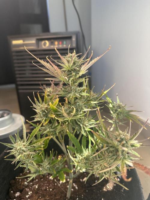 GUAVA AUTO (Blue) Maria Joana. Week 10