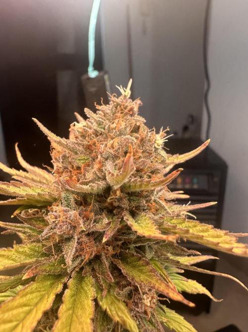 GUAVA AUTO - Becky. Week 10