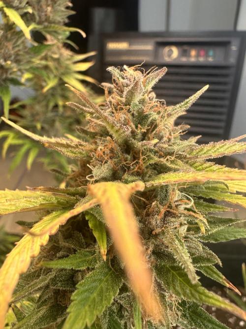 GUAVA AUTO - Becky. Week 10