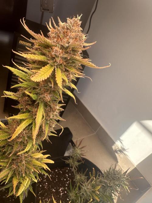 GUAVA AUTO - Becky. Week 10